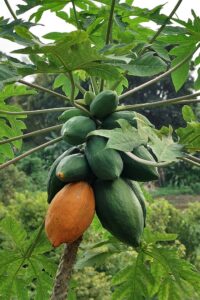 Caribbean travel impression - image1