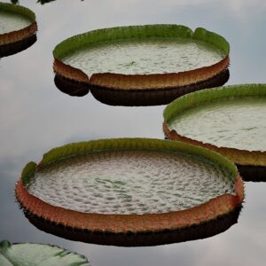 Three lilies on the water - image1